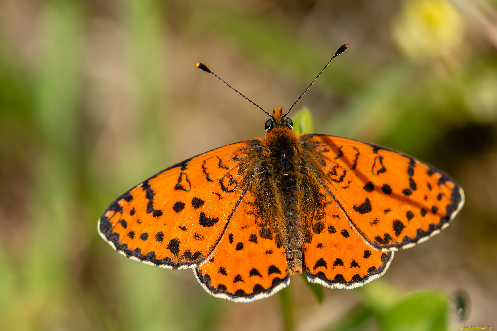 животные, бабочки, , мотыльки, , моли, бабочка