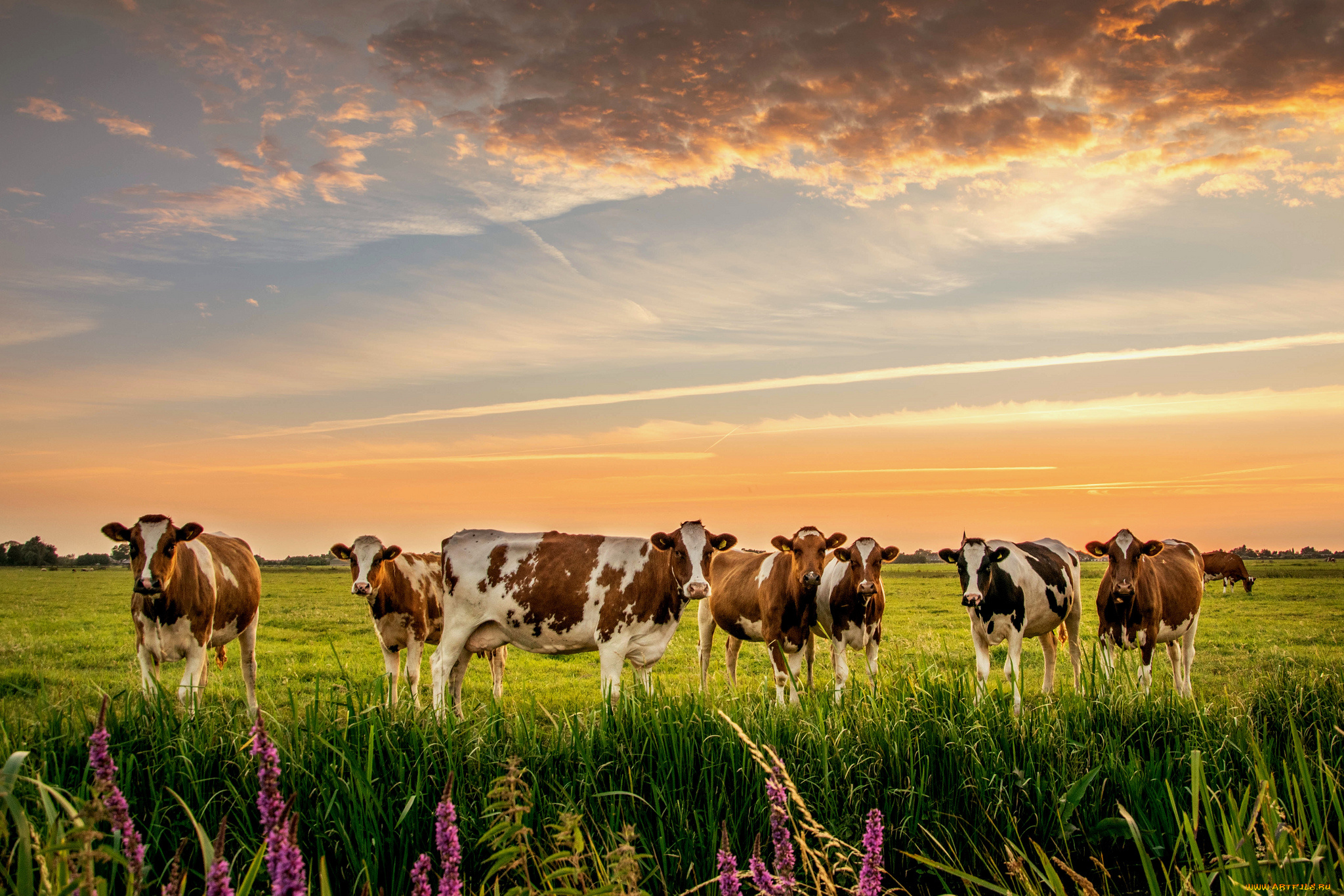 животные, коровы, , буйволы, стадо, природа, луг