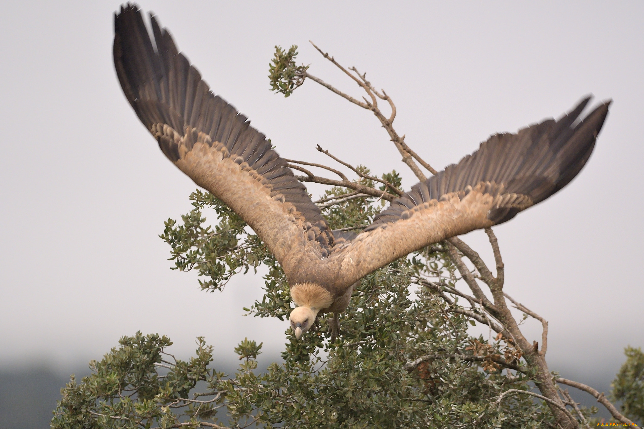 животные, птицы, -, хищники, птица
