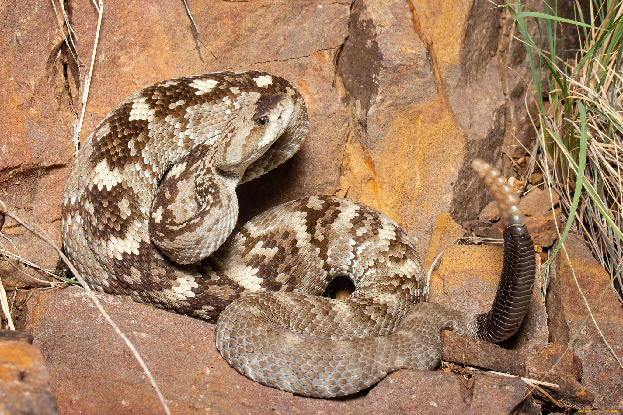 животные, змеи, , питоны, , кобры, гремучая