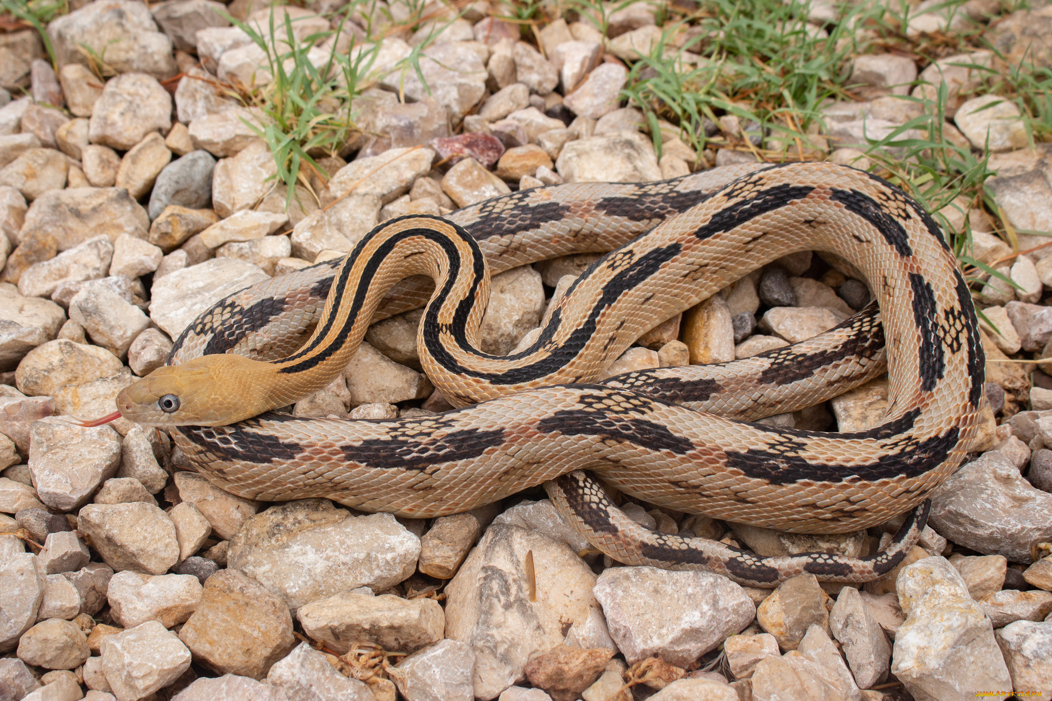 животные, змеи, , питоны, , кобры, змея