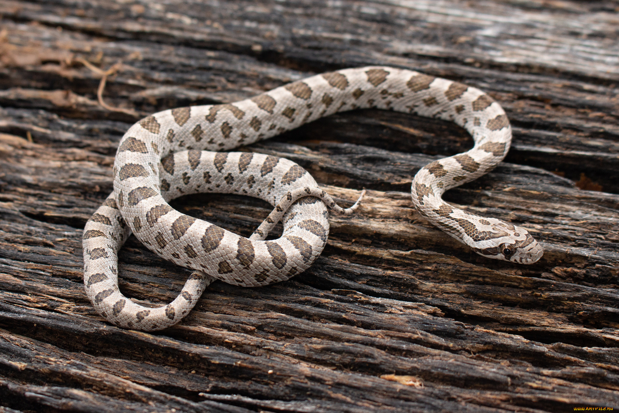 животные, змеи, , питоны, , кобры, змея