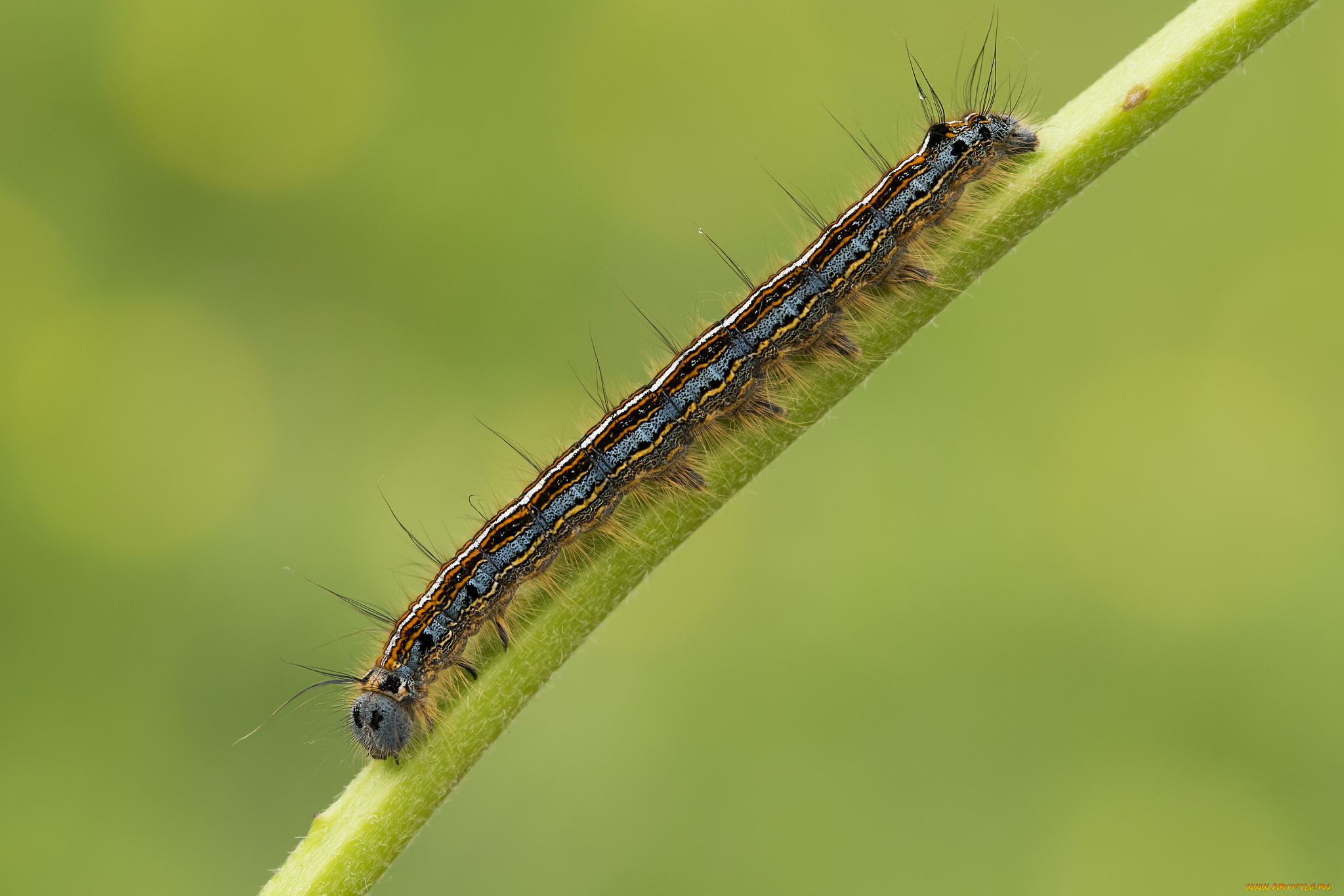 животные, гусеницы, макро