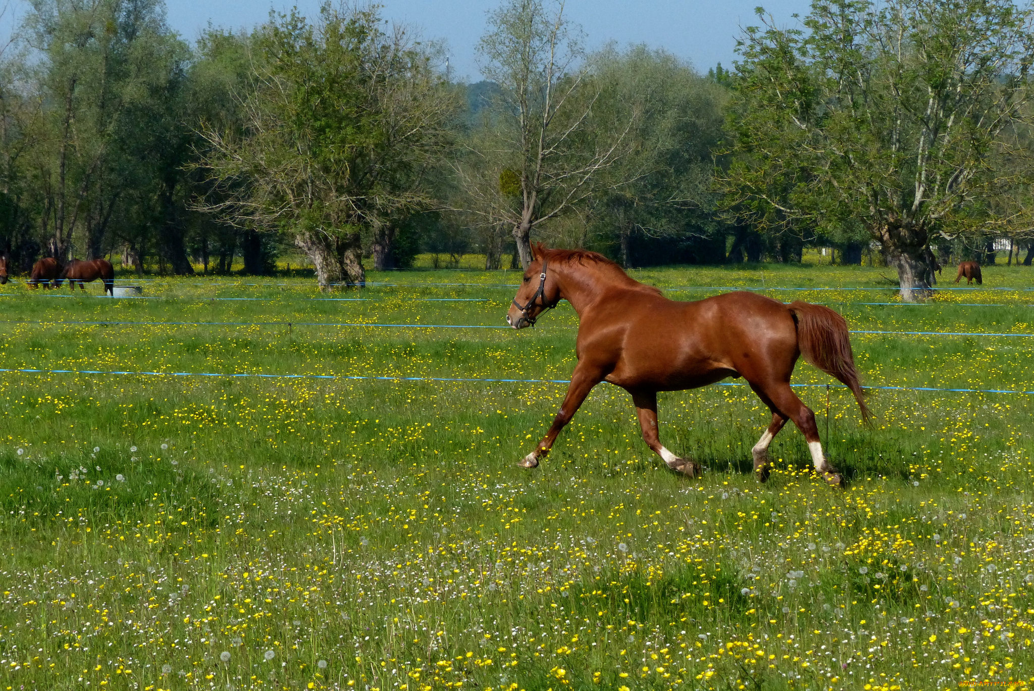 животные, лошади, лошадь