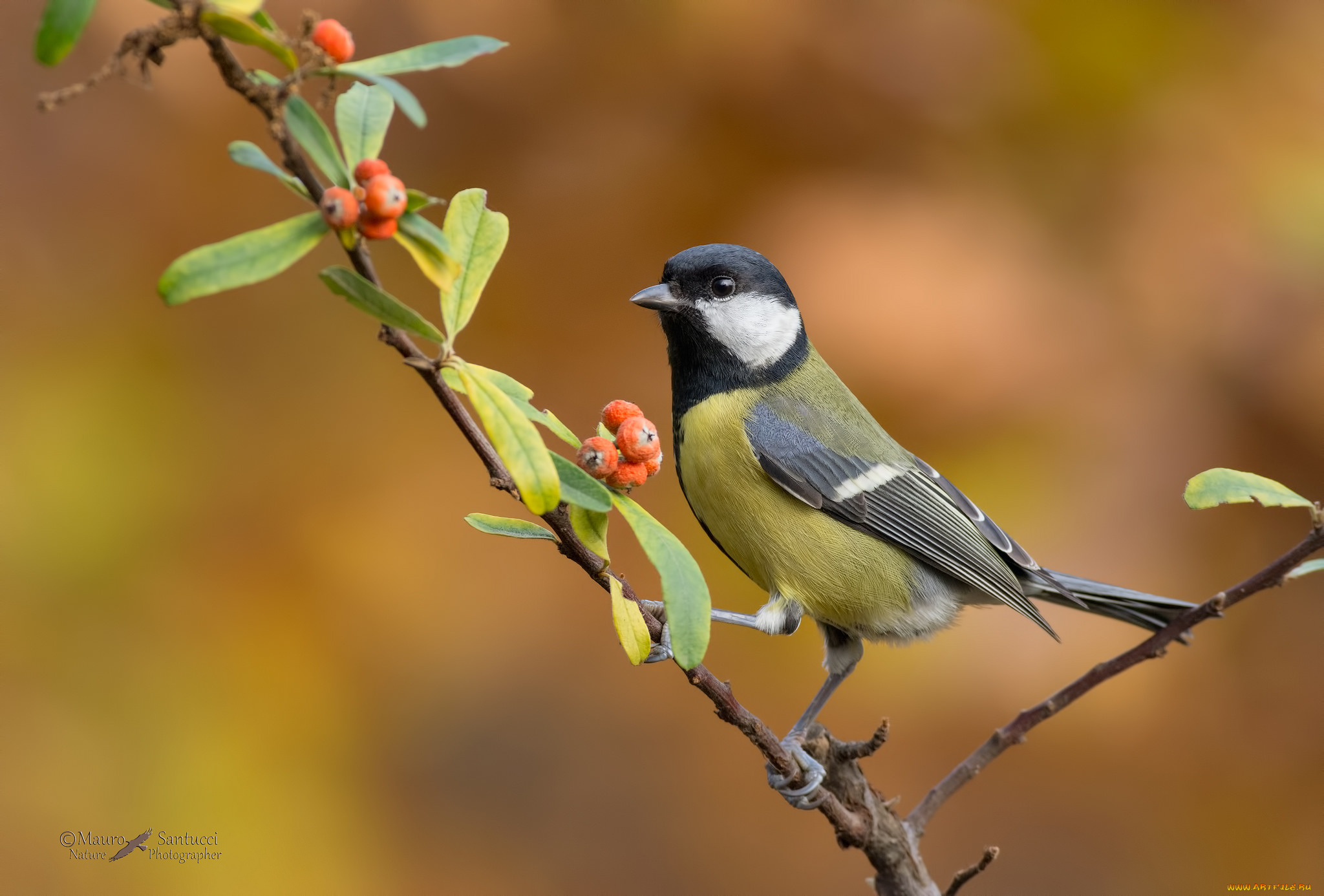 животные, синицы, , лазоревки, синица
