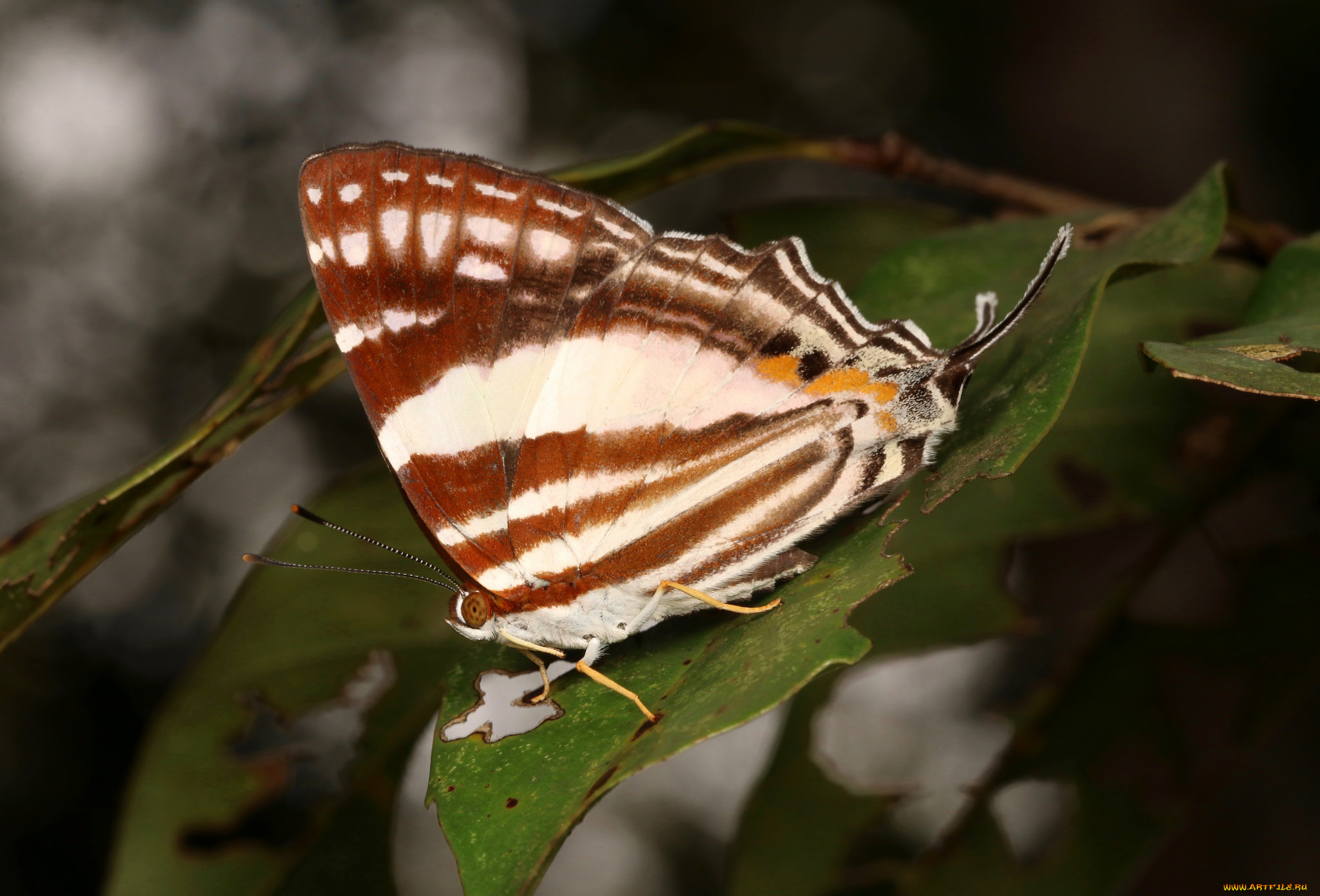 животные, бабочки, , мотыльки, , моли, макро