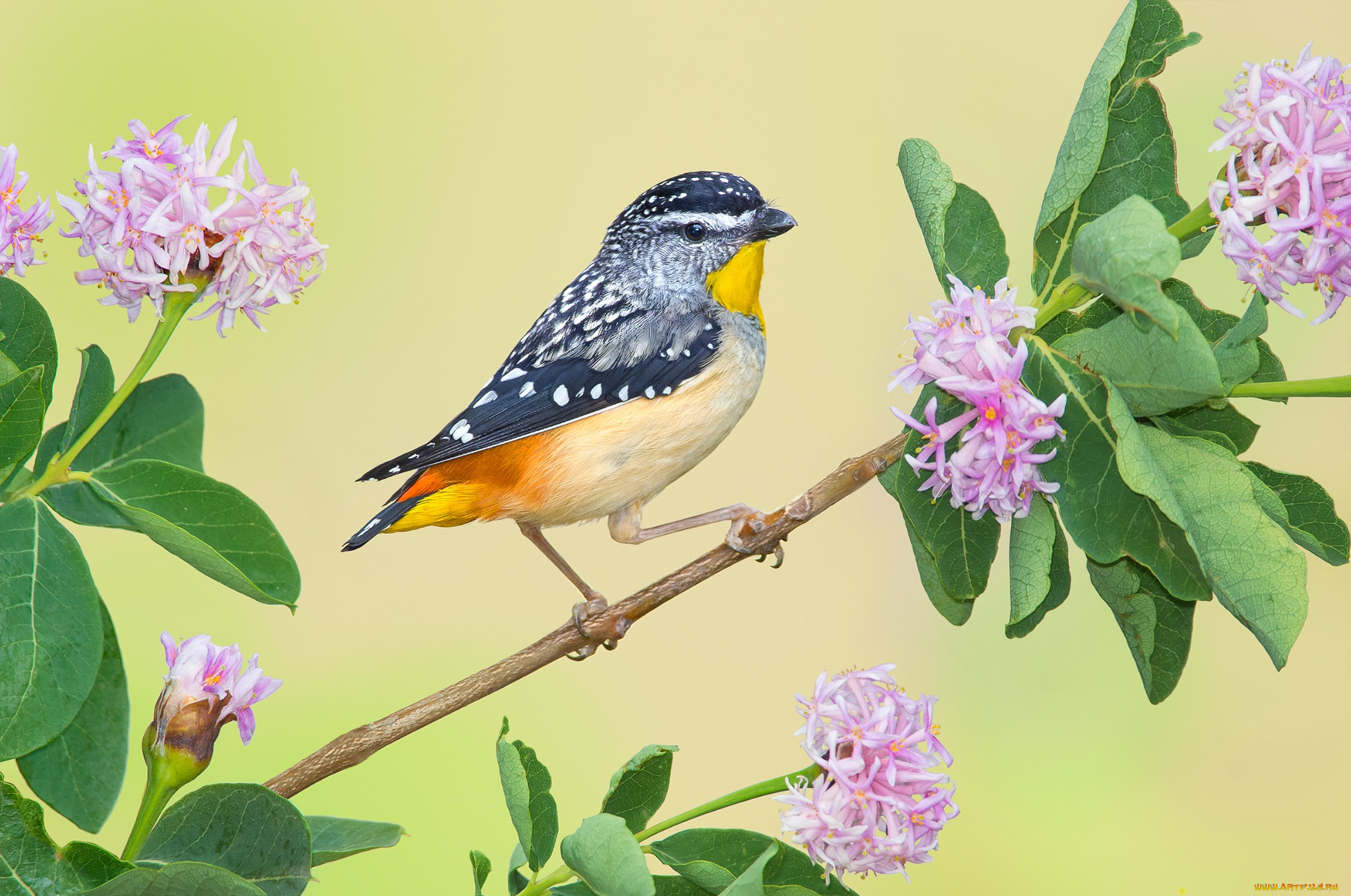 животные, птицы, леопардовая, радужная, птица, цветки, ветка