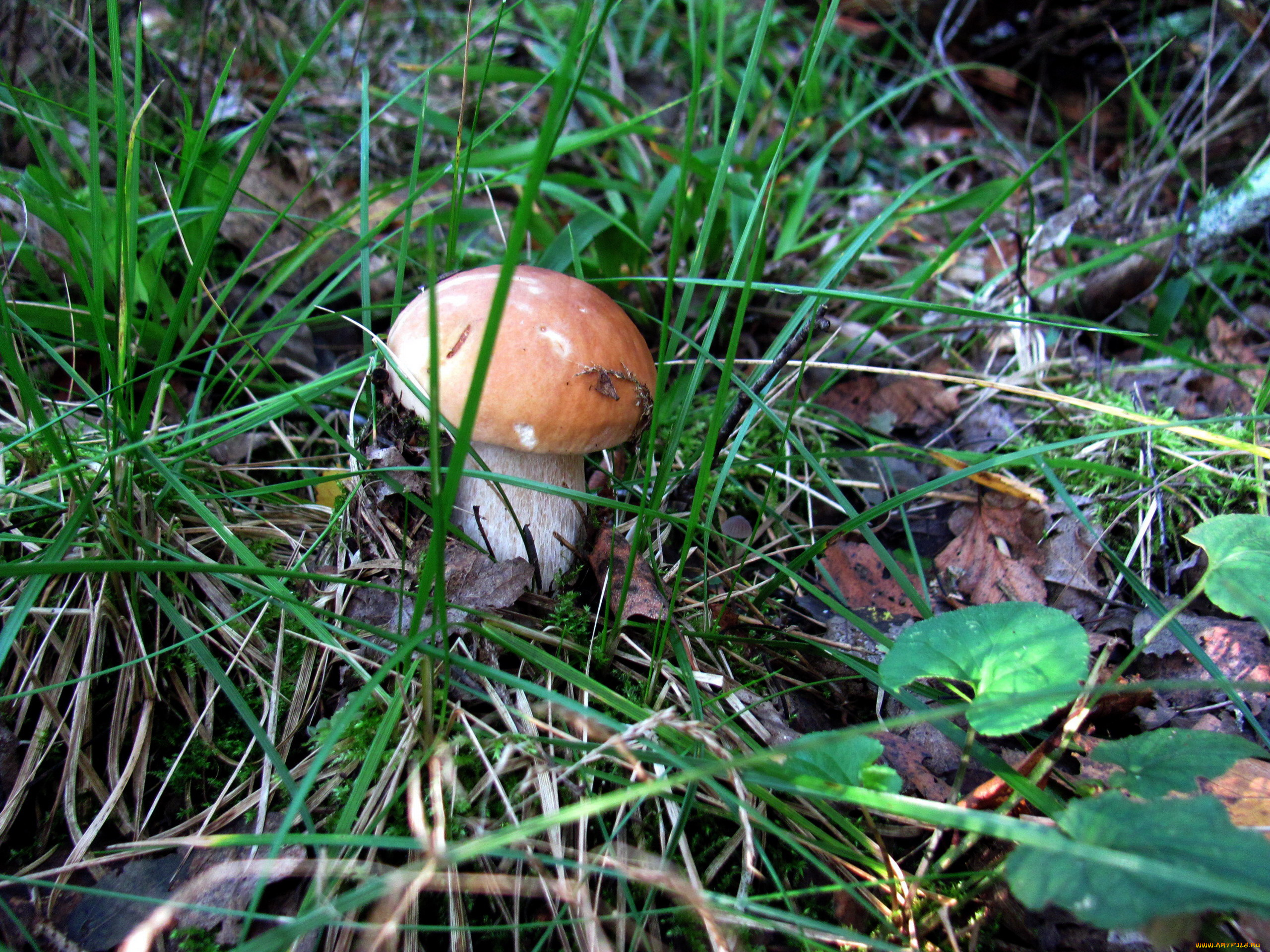 природа, грибы, боровик