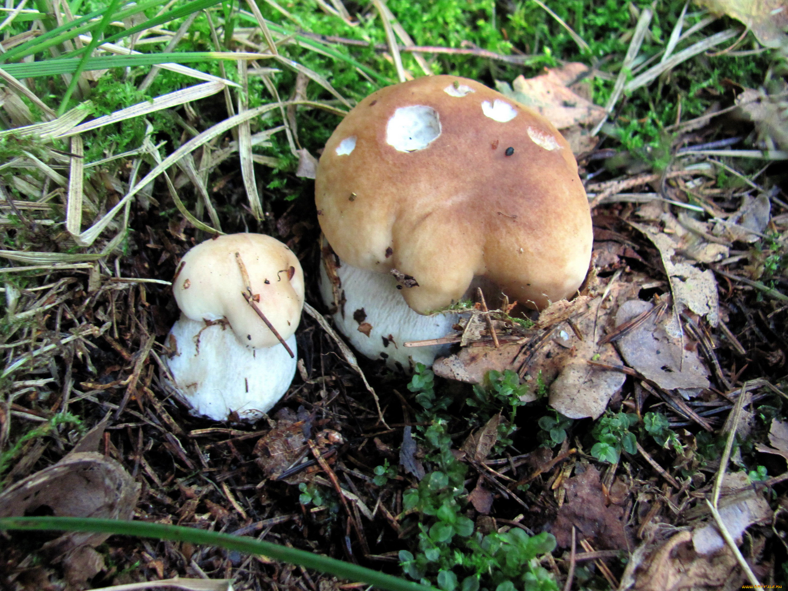 природа, грибы, боровик