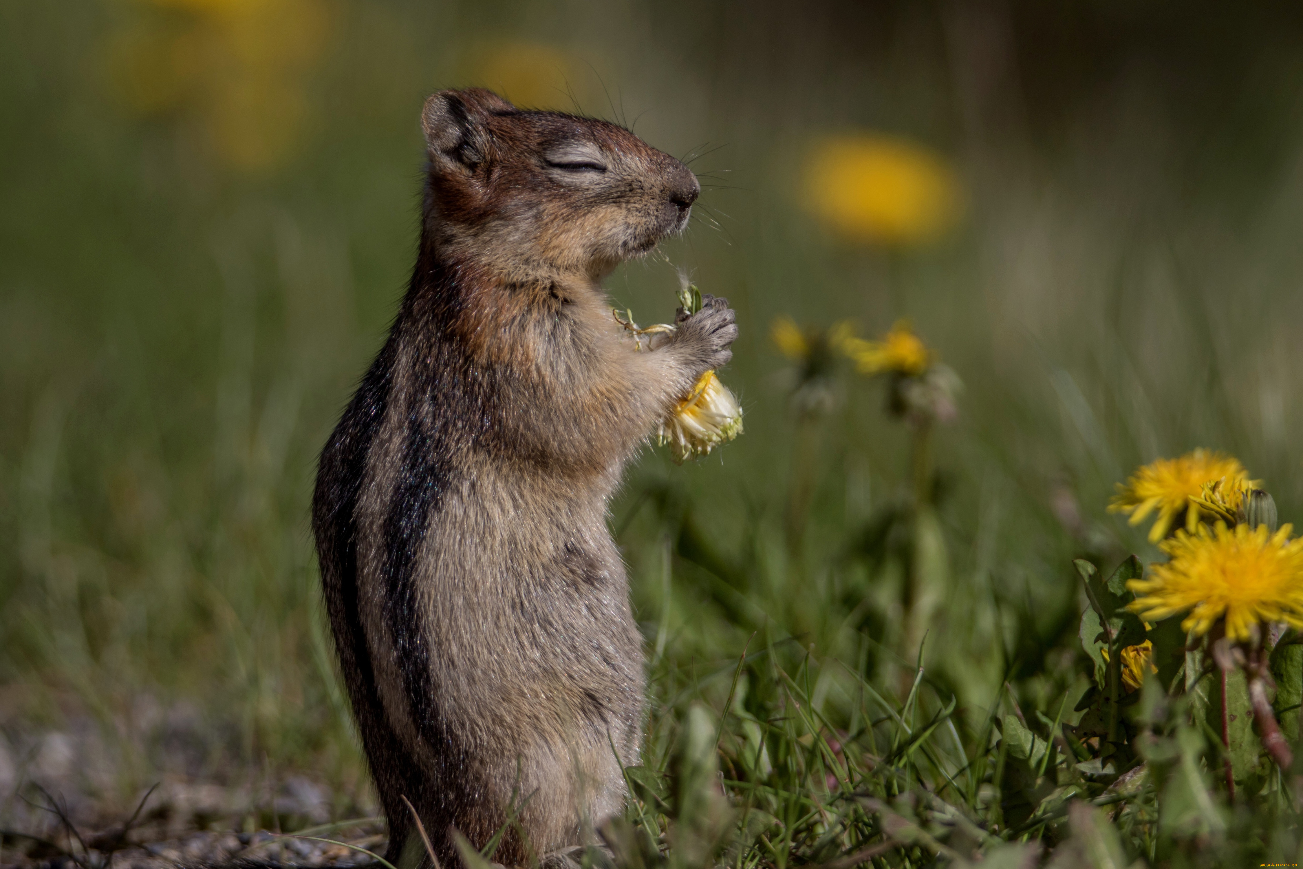 животные, бурундуки, одуванчики, завтрак, бурундук, грызун, боке, цветы