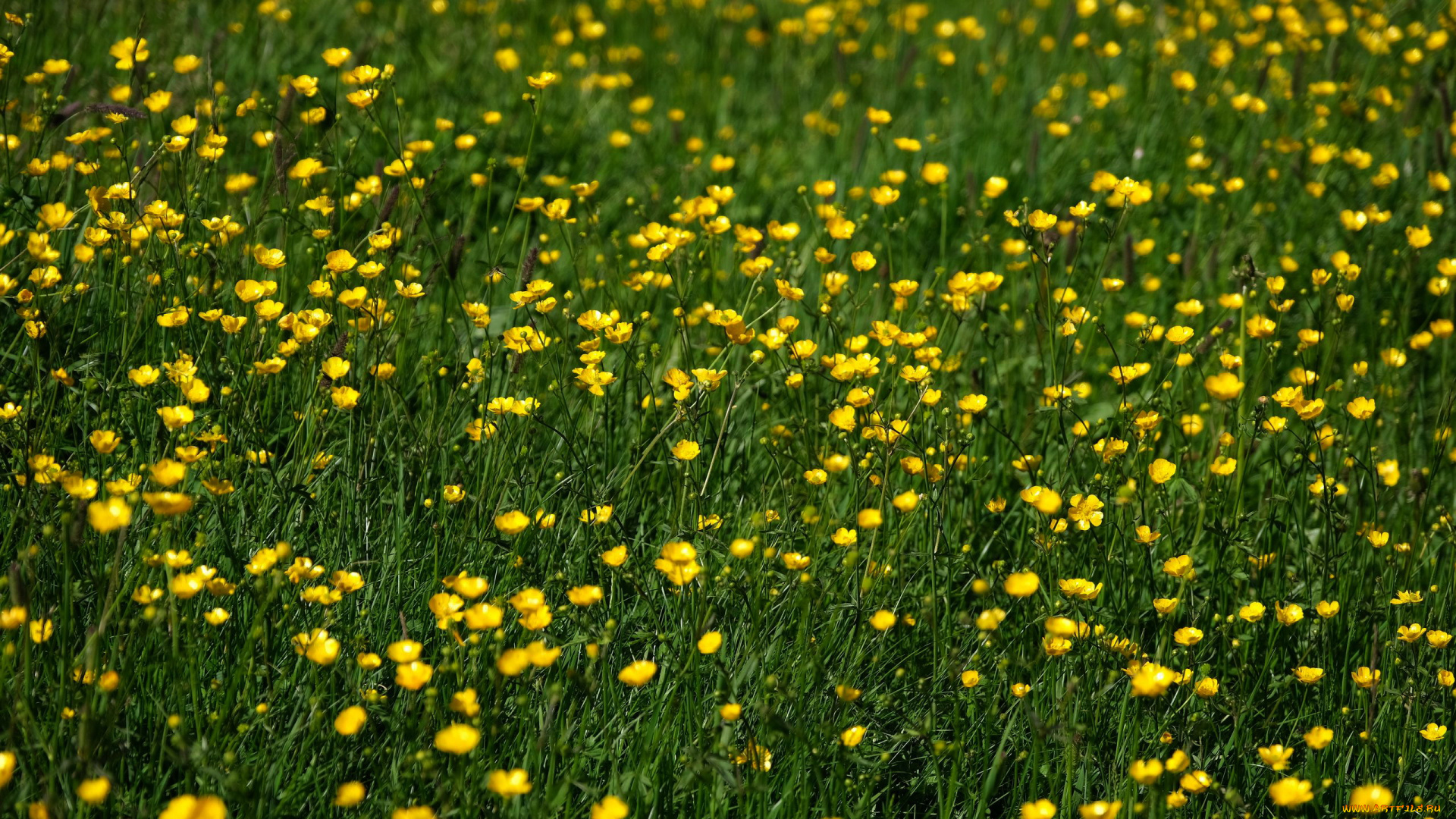 природа, луга, лето, луг, трава, лютики