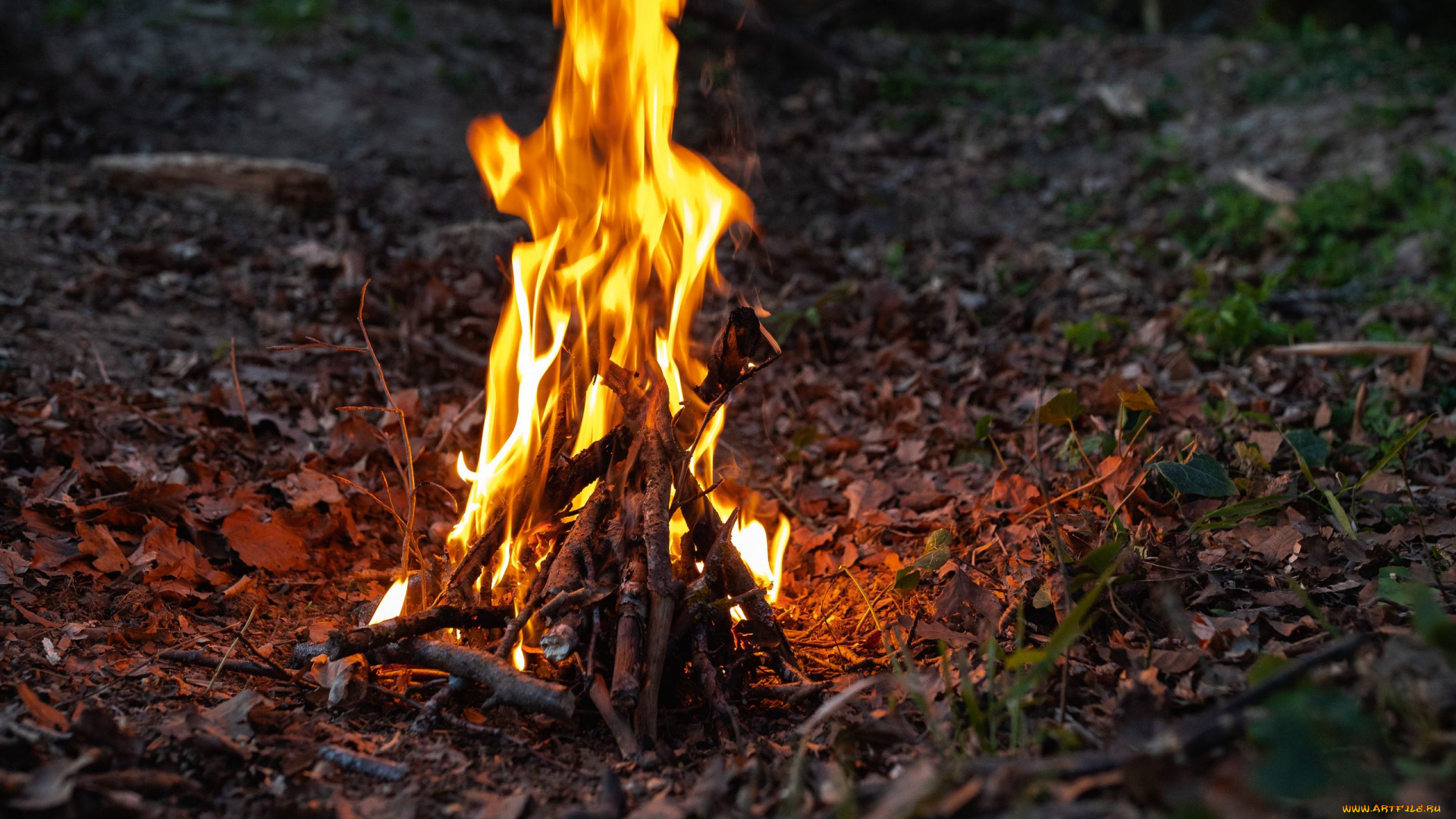 природа, огонь, костер, дрова