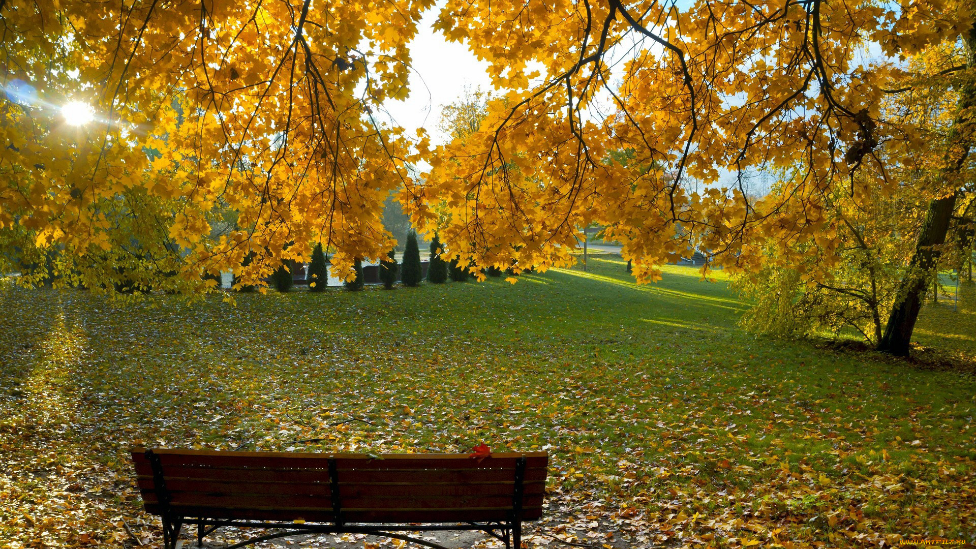 природа, парк, осень, листопад