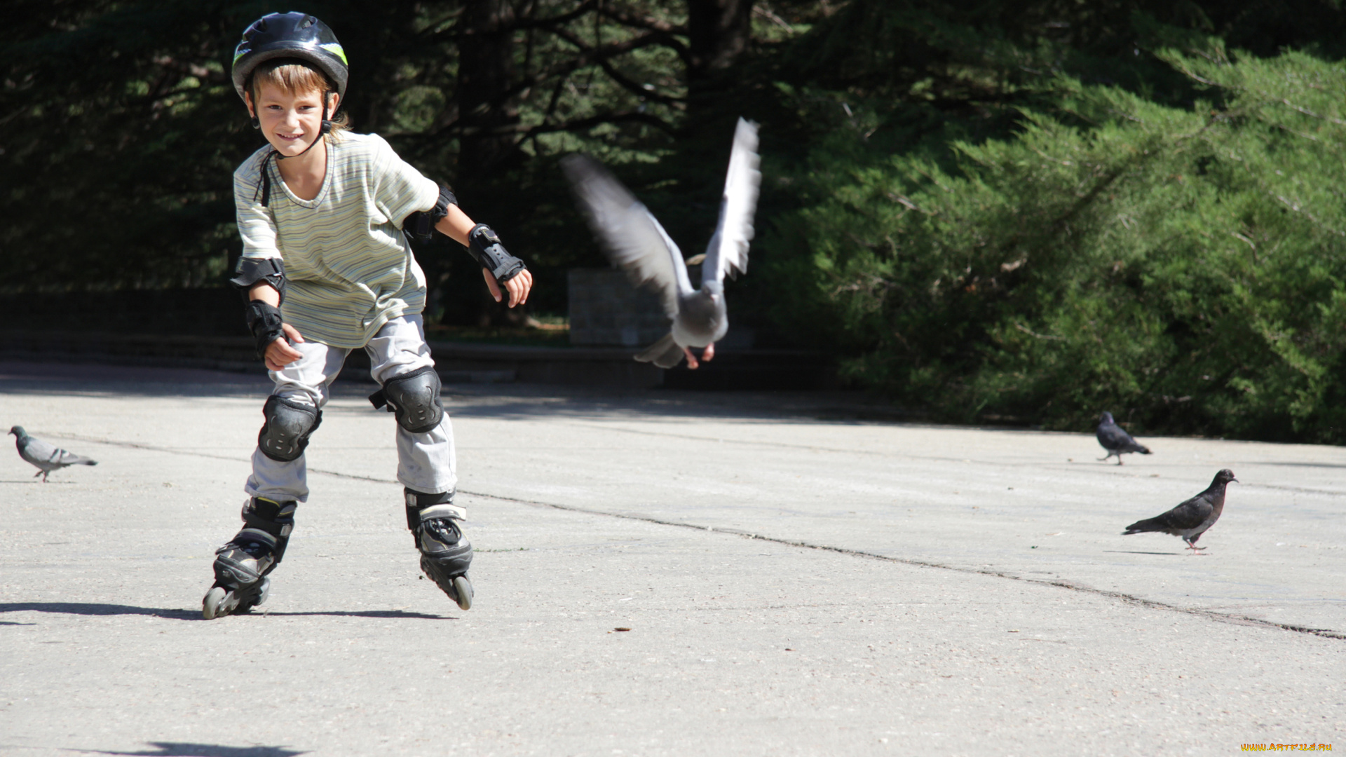 разное, дети, мальчик, шлем, ролики, голуби