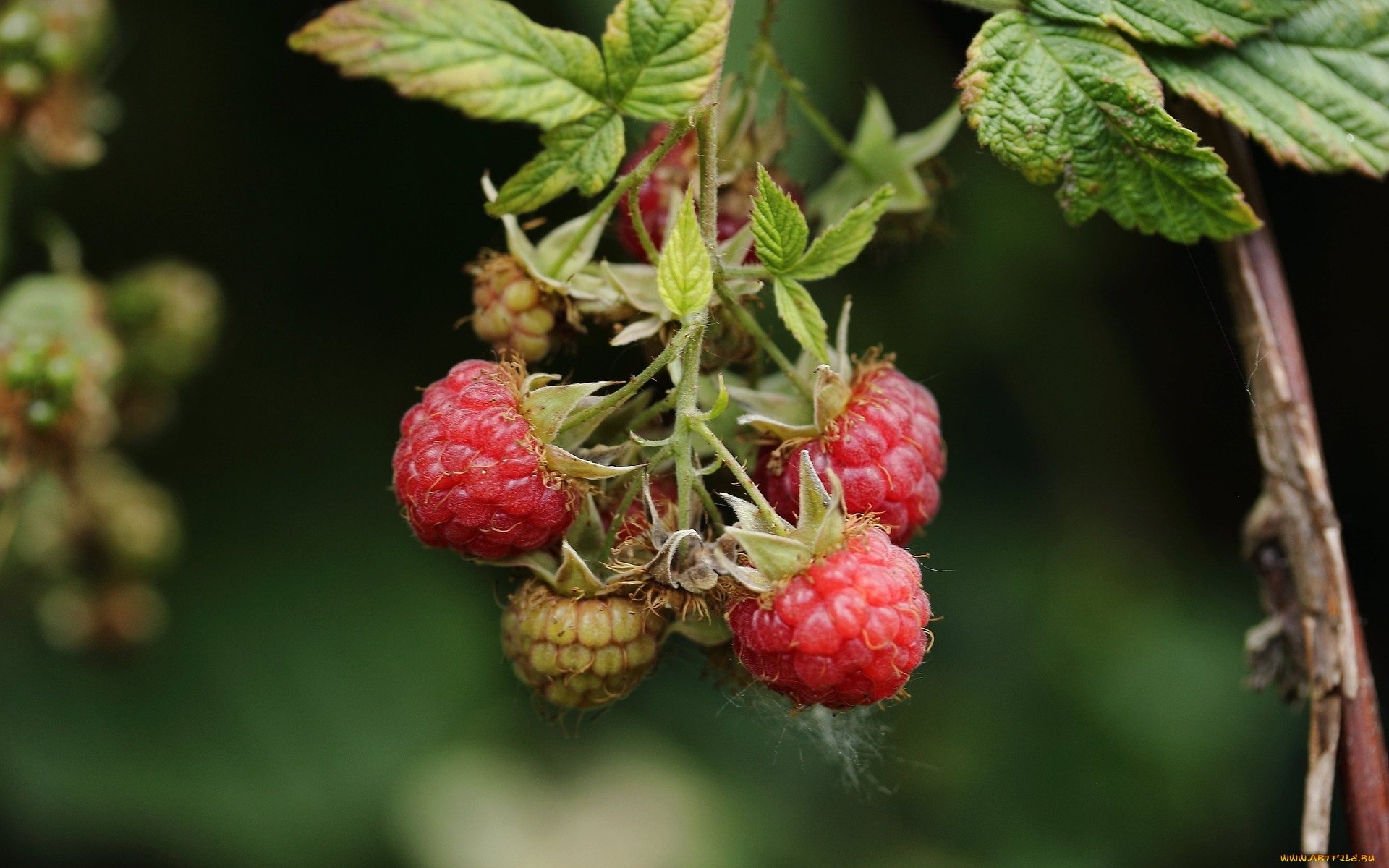 природа, ягоды, малина