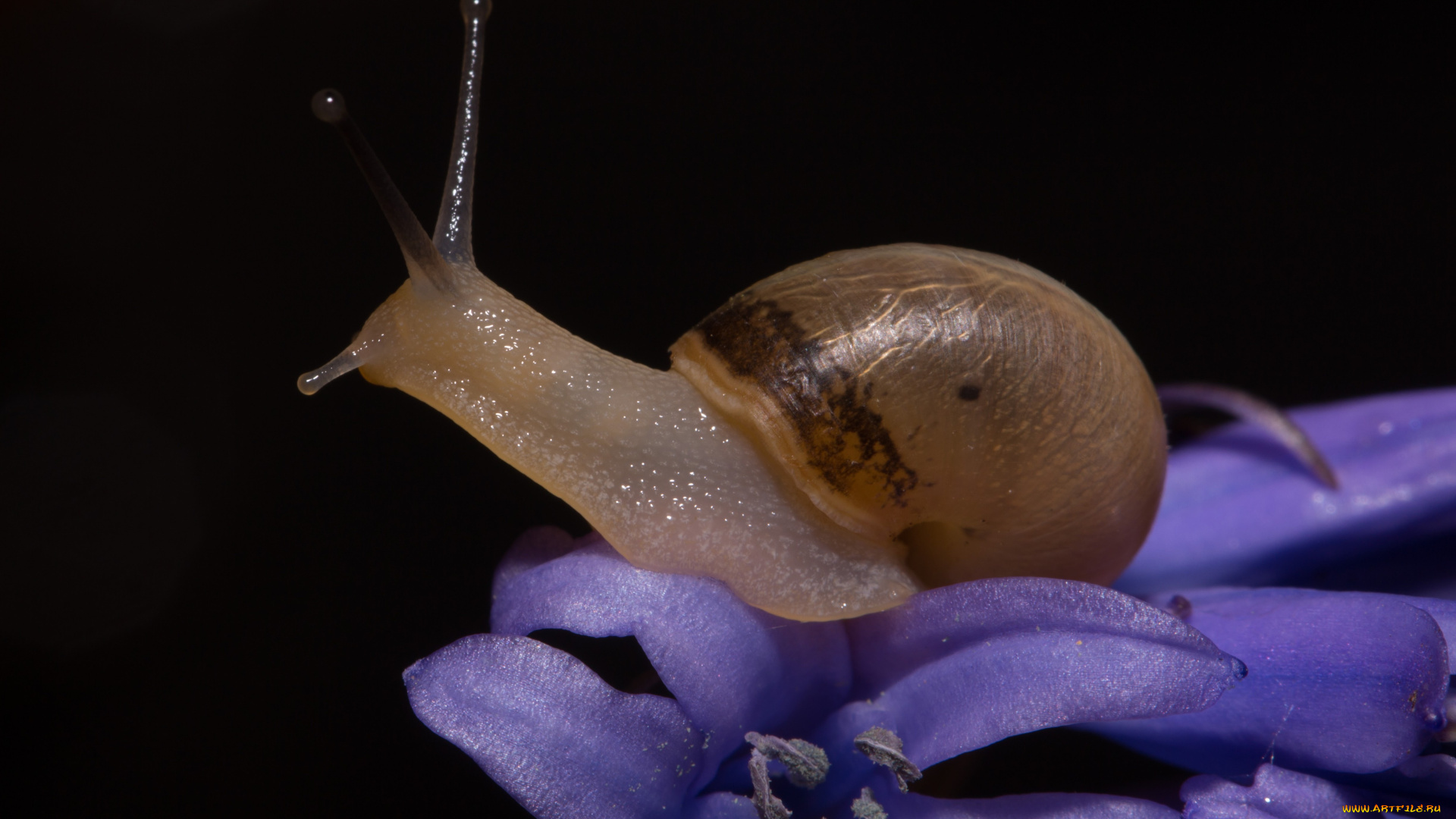 helen, davies, животные, улитки, макро
