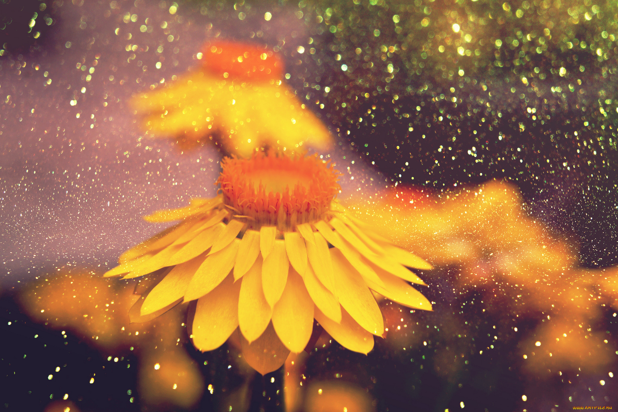 цветы, бессмертник