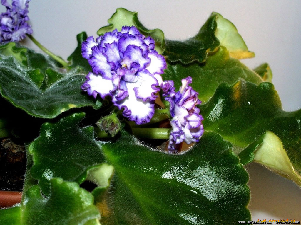 цветы, фиалки