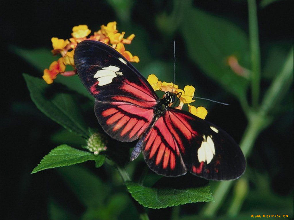 животные, бабочки