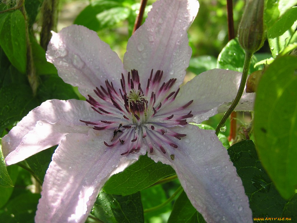 цветы, клематис, ломонос