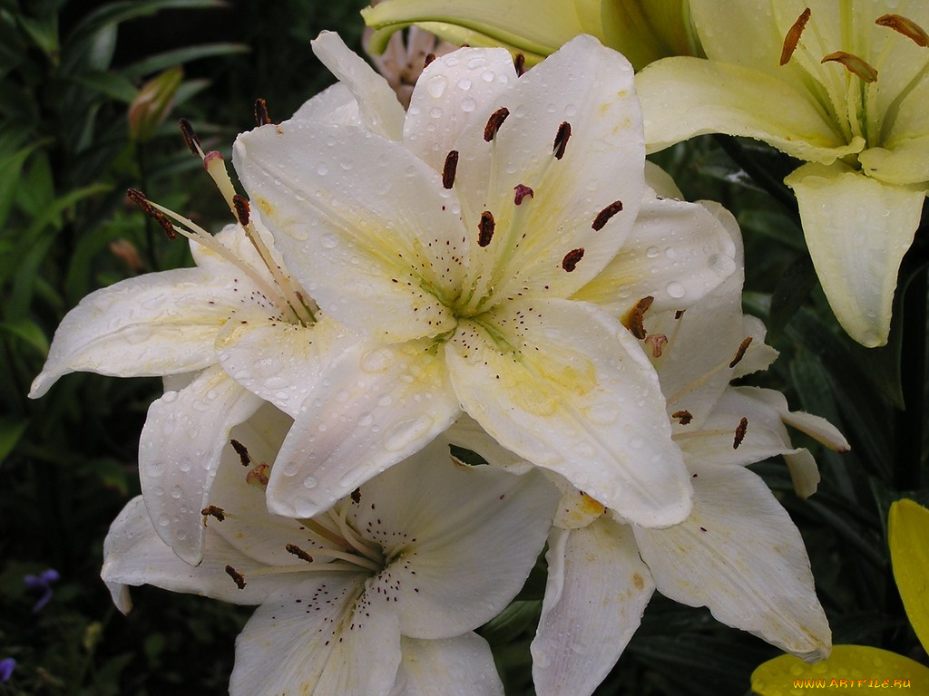 цветы, лилии, лилейники