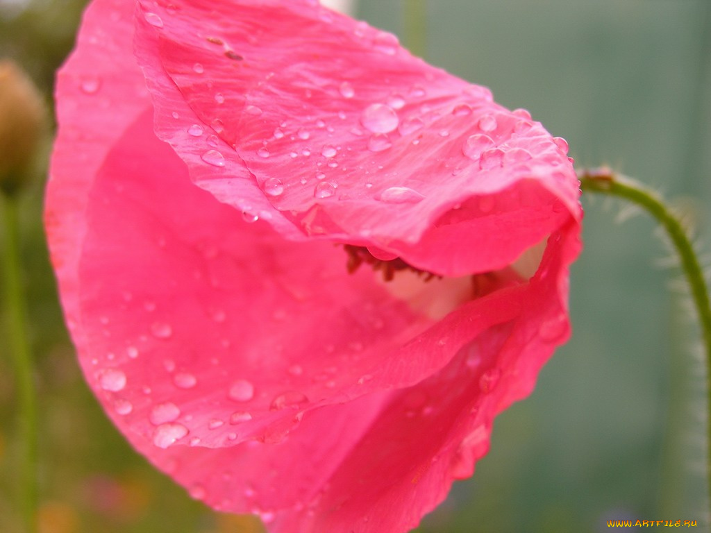 цветы, маки