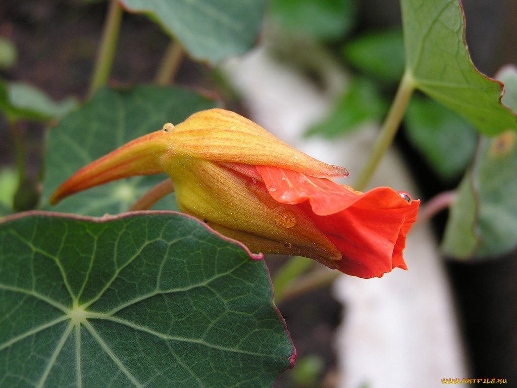 цветы, настурции