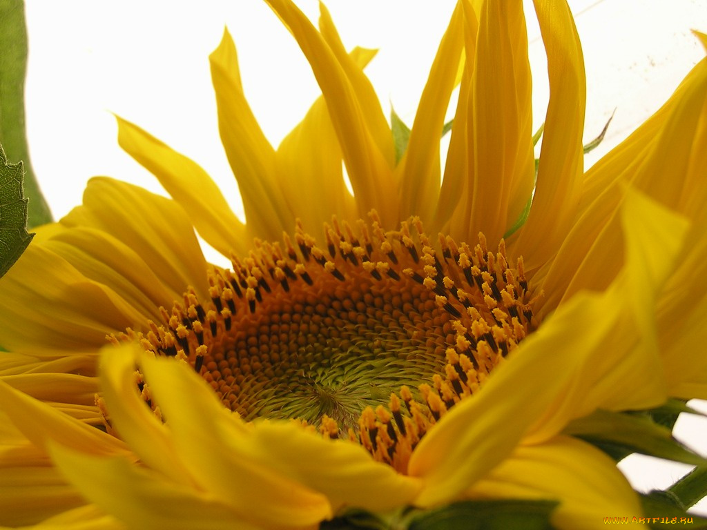 цветы, подсолнухи