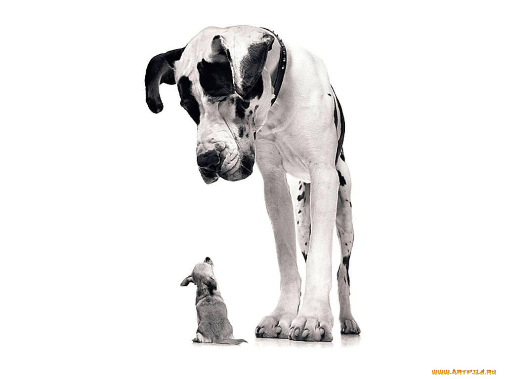 животные, собаки