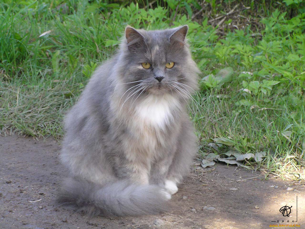 животные, коты