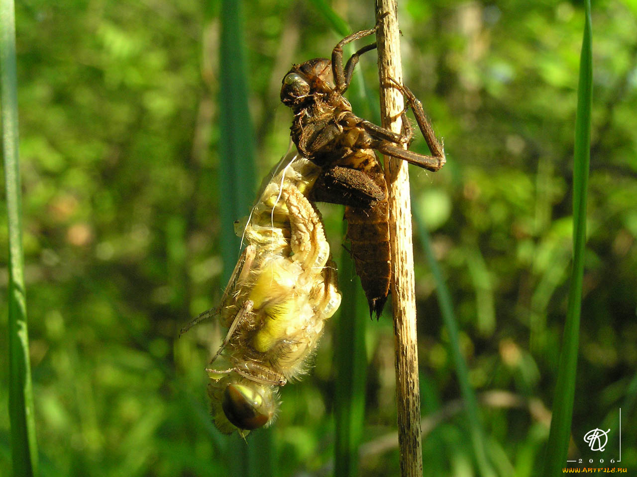 животные, стрекозы