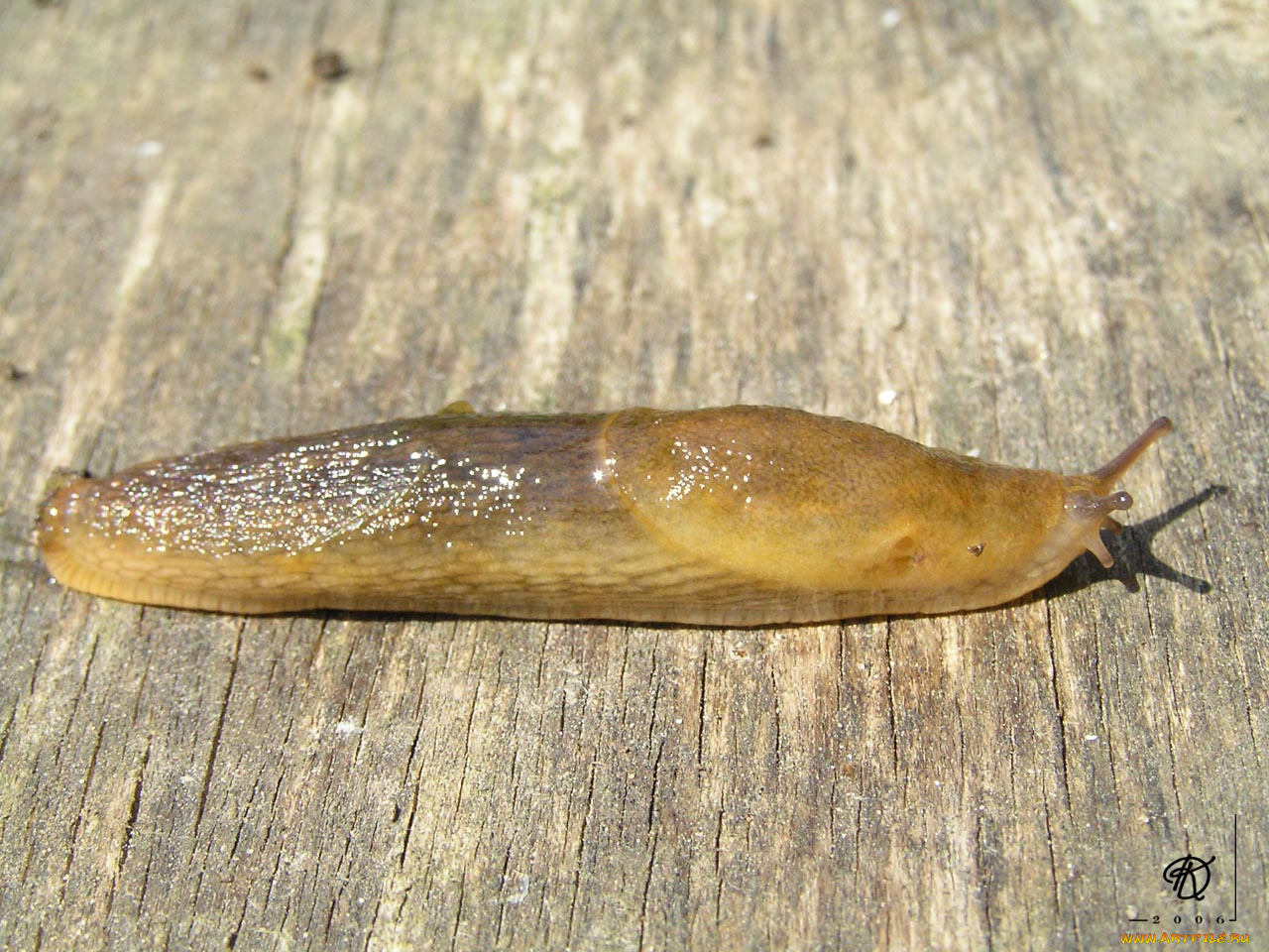 животные, улитки