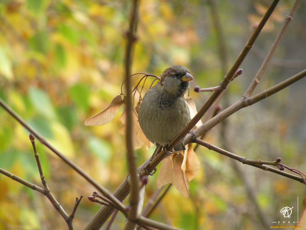 животные, воробьи