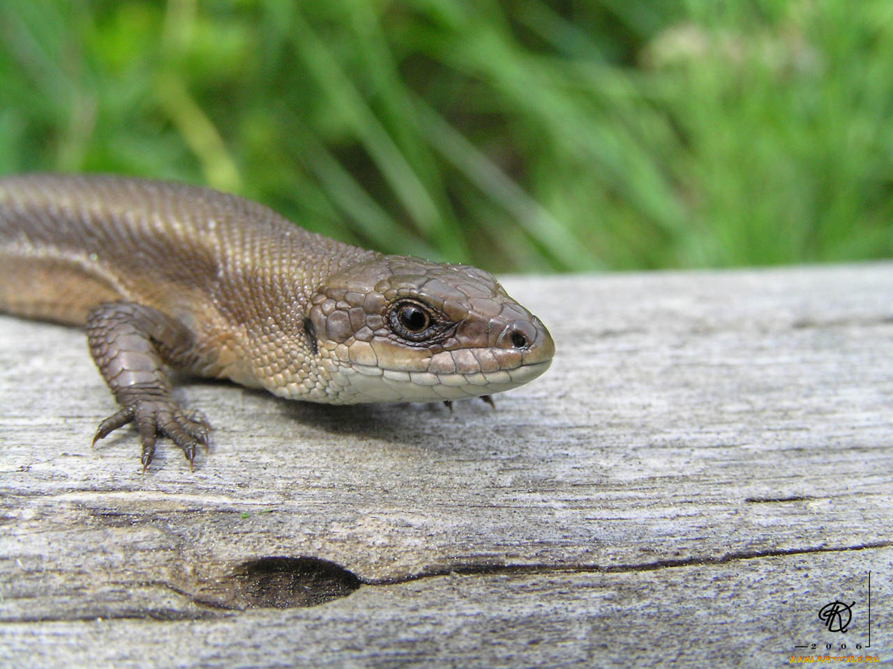 животные, Ящерицы, игуаны, вараны