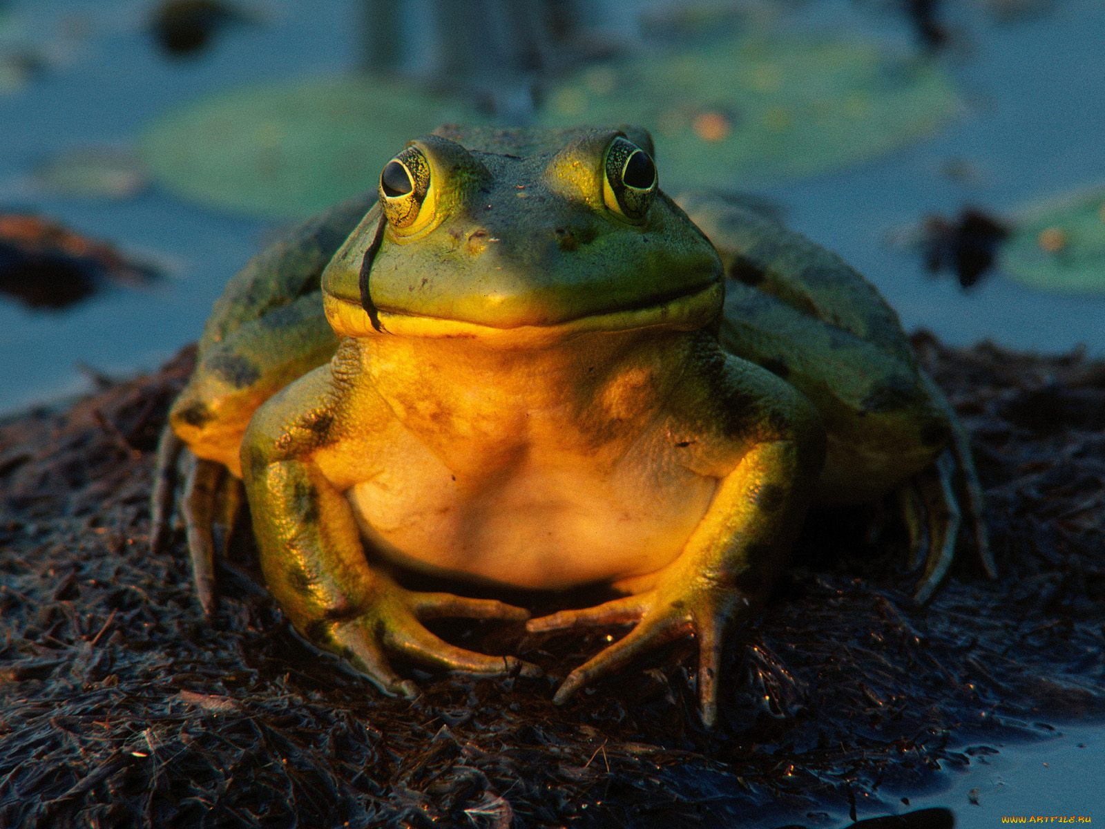 total, contentment, bullfrog, животные, лягушки