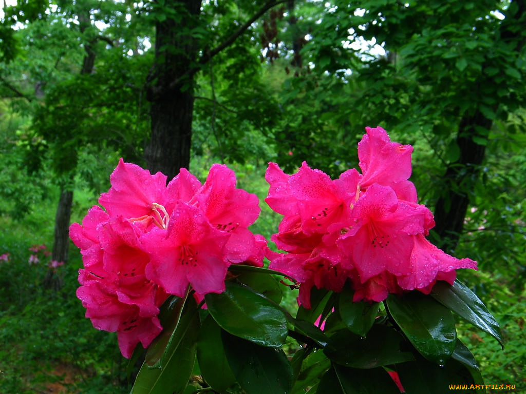 цветы, рододендроны, азалии