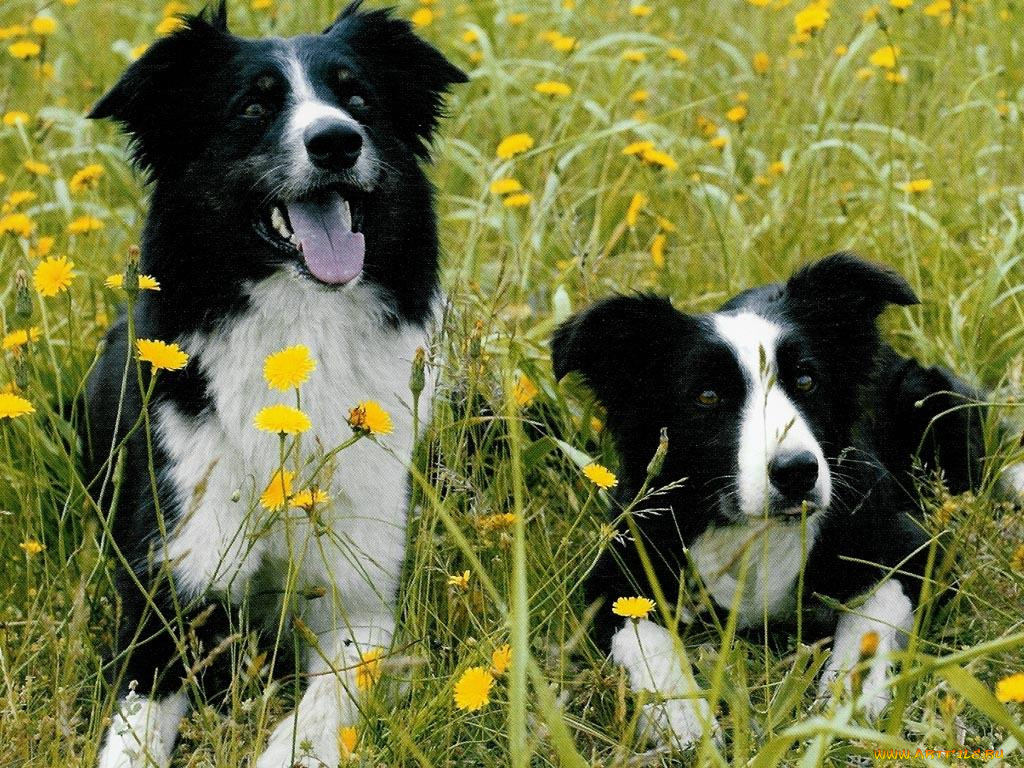 животные, собаки