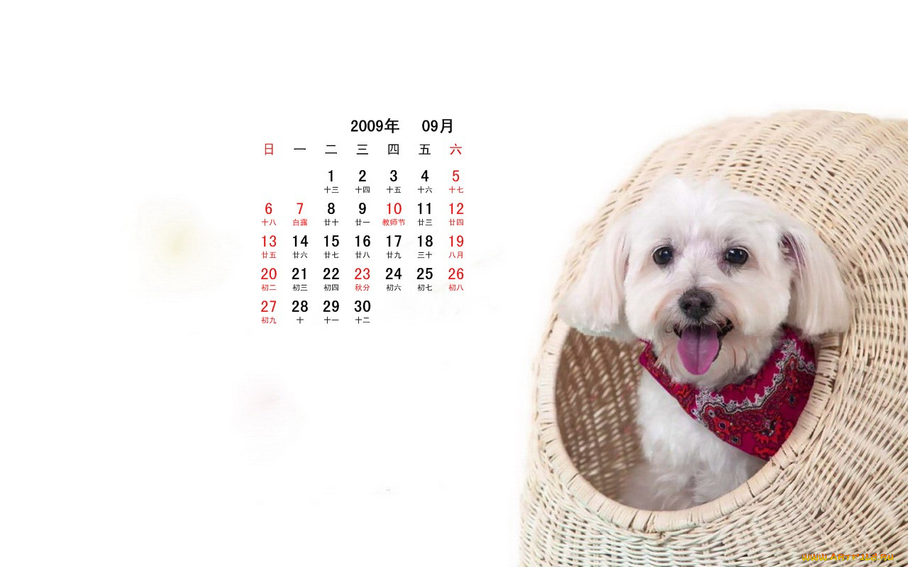 календари, животные