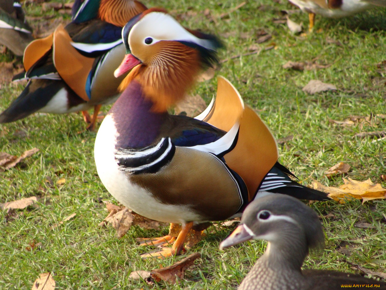 животные, утки