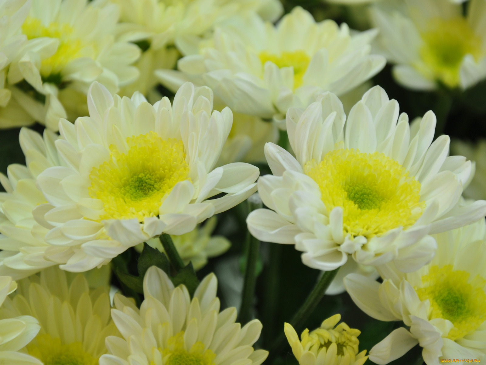 цветы, хризантемы