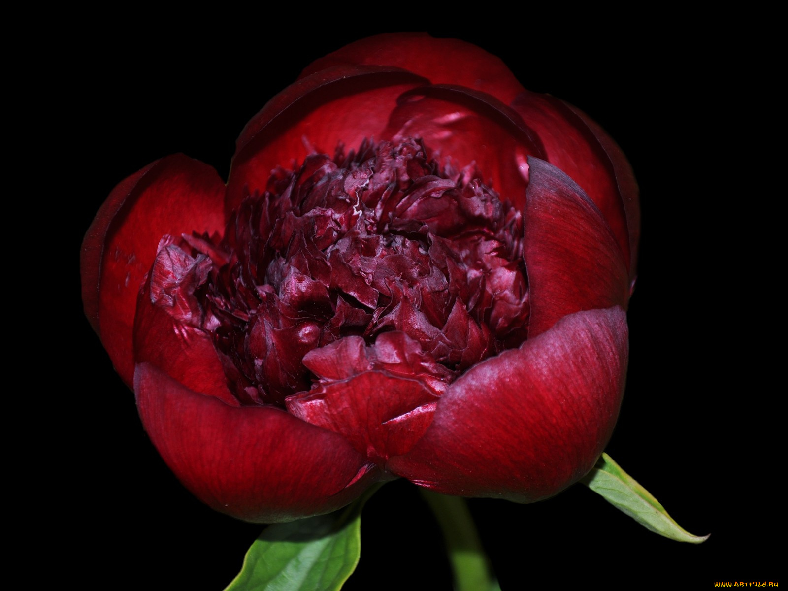 цветы, пионы