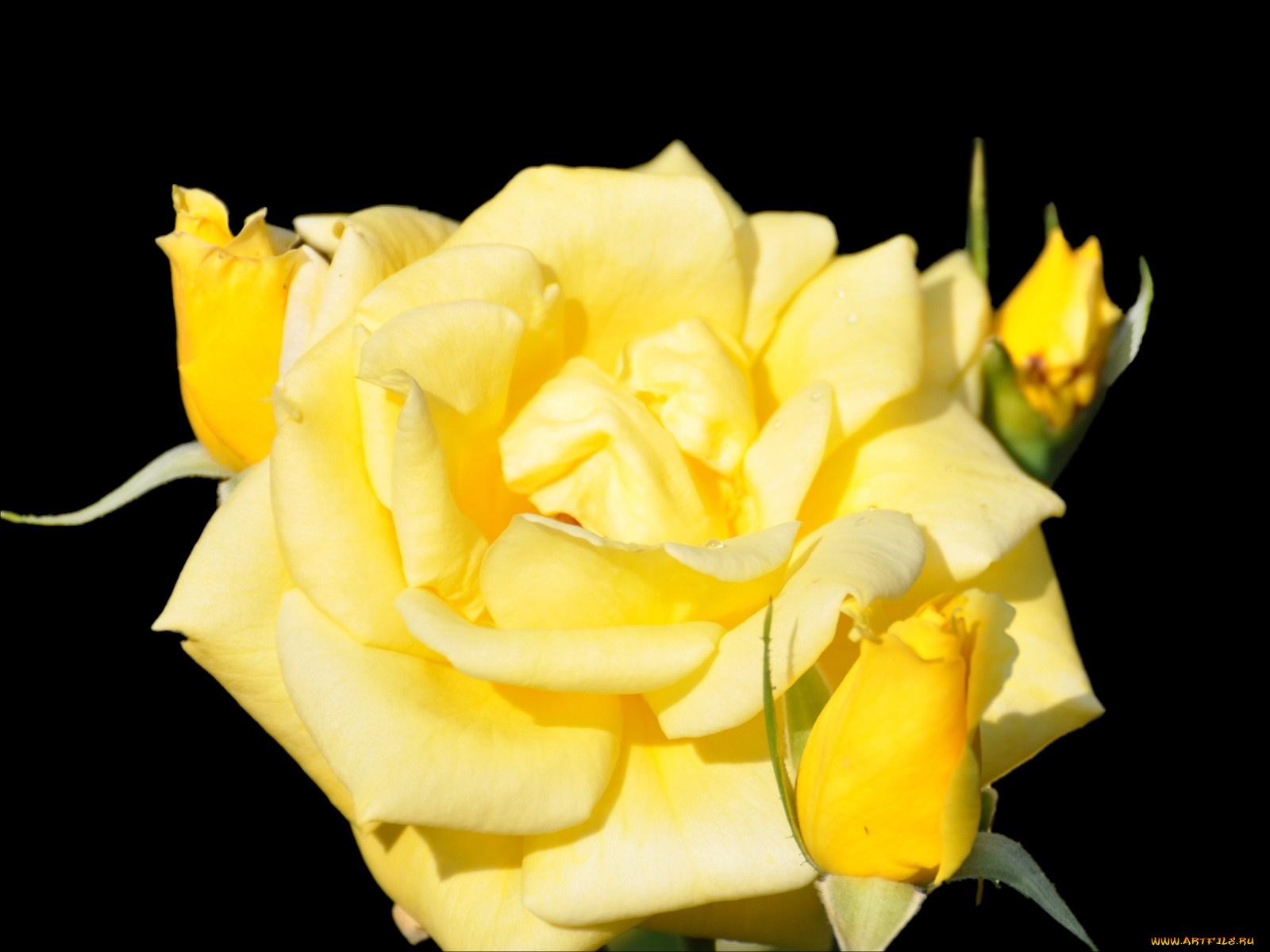 цветы, розы