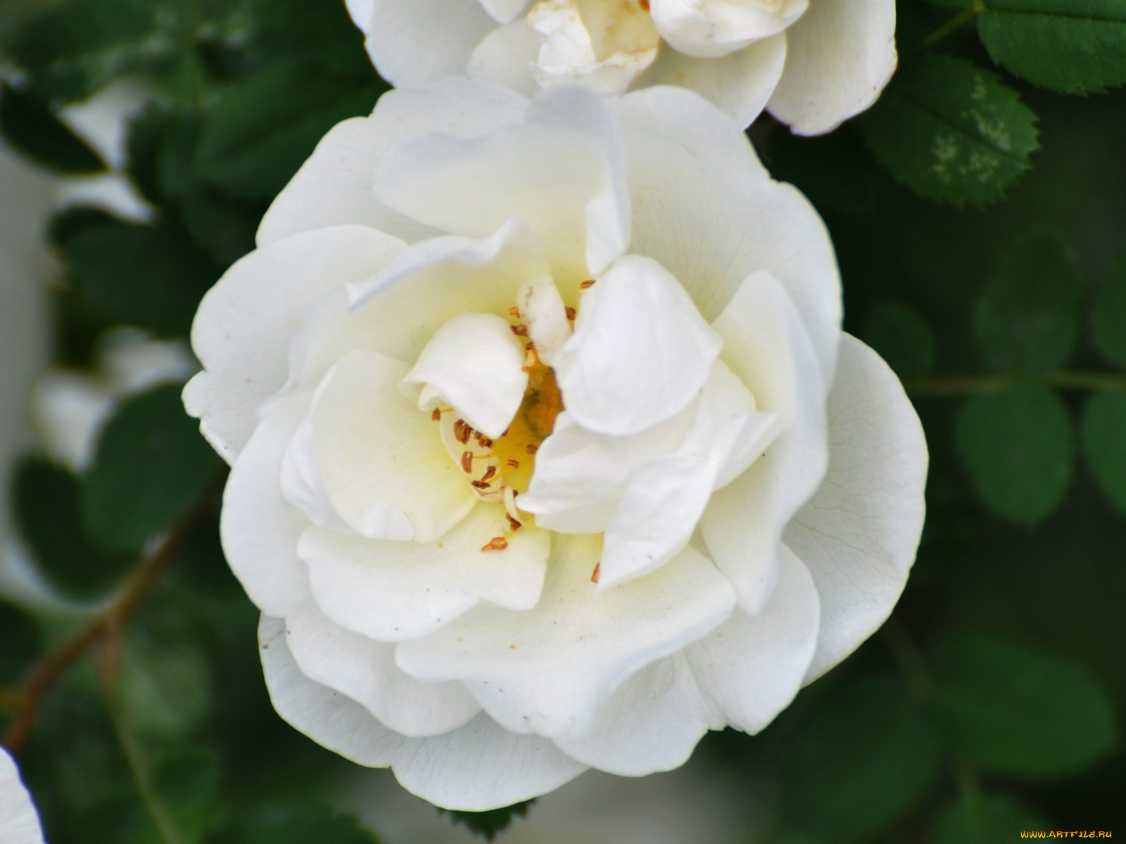 цветы, розы