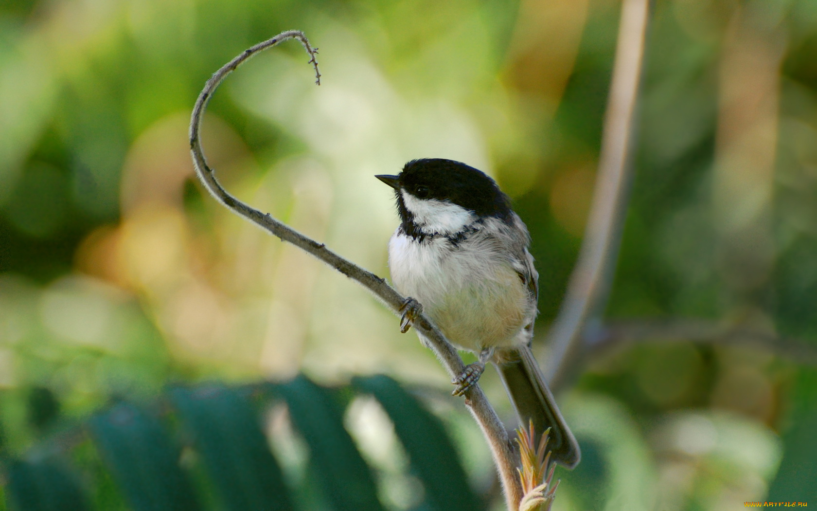 животные, синицы, лазоревки