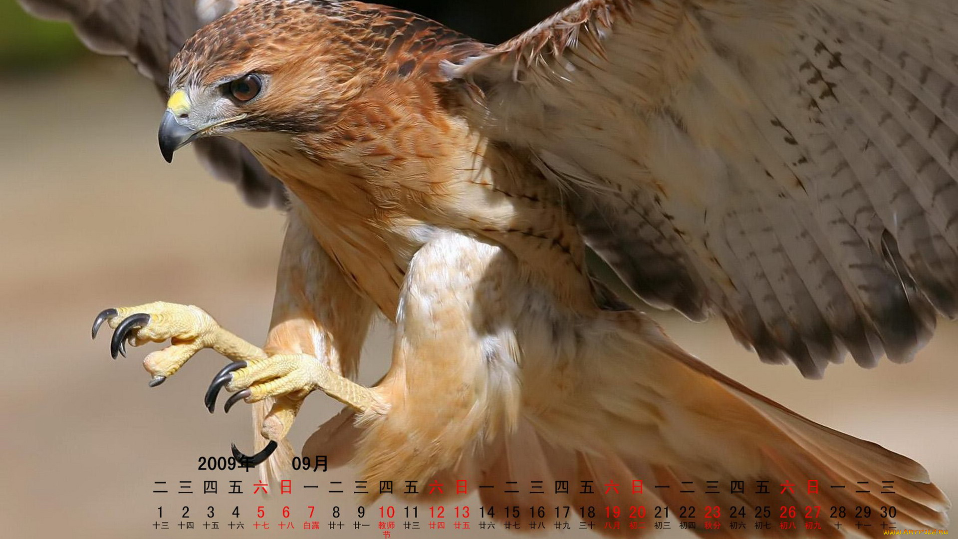 календари, животные