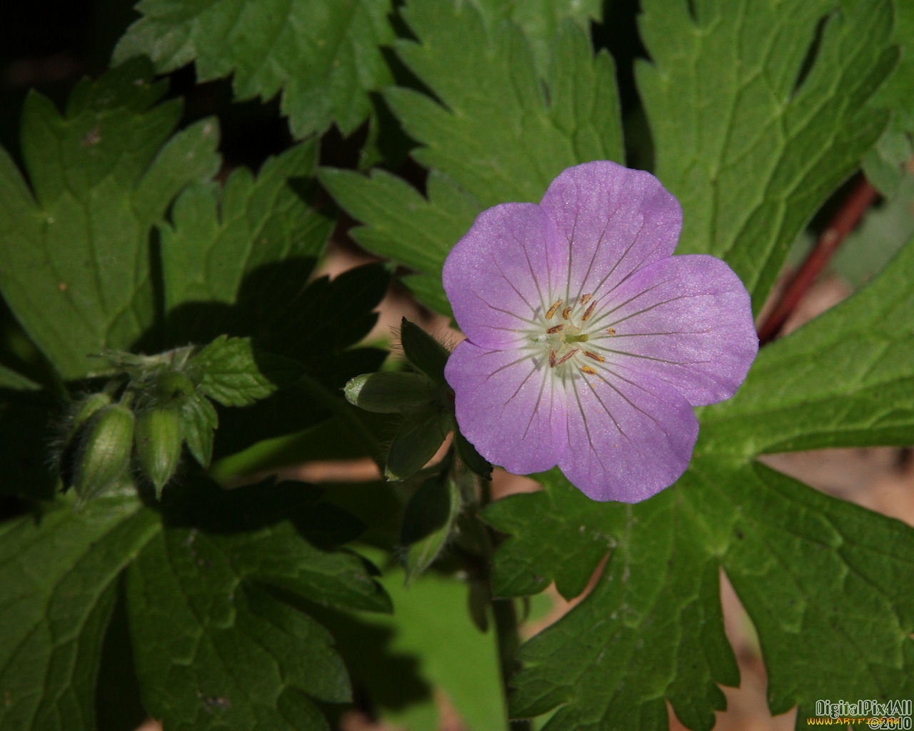 цветы, герань