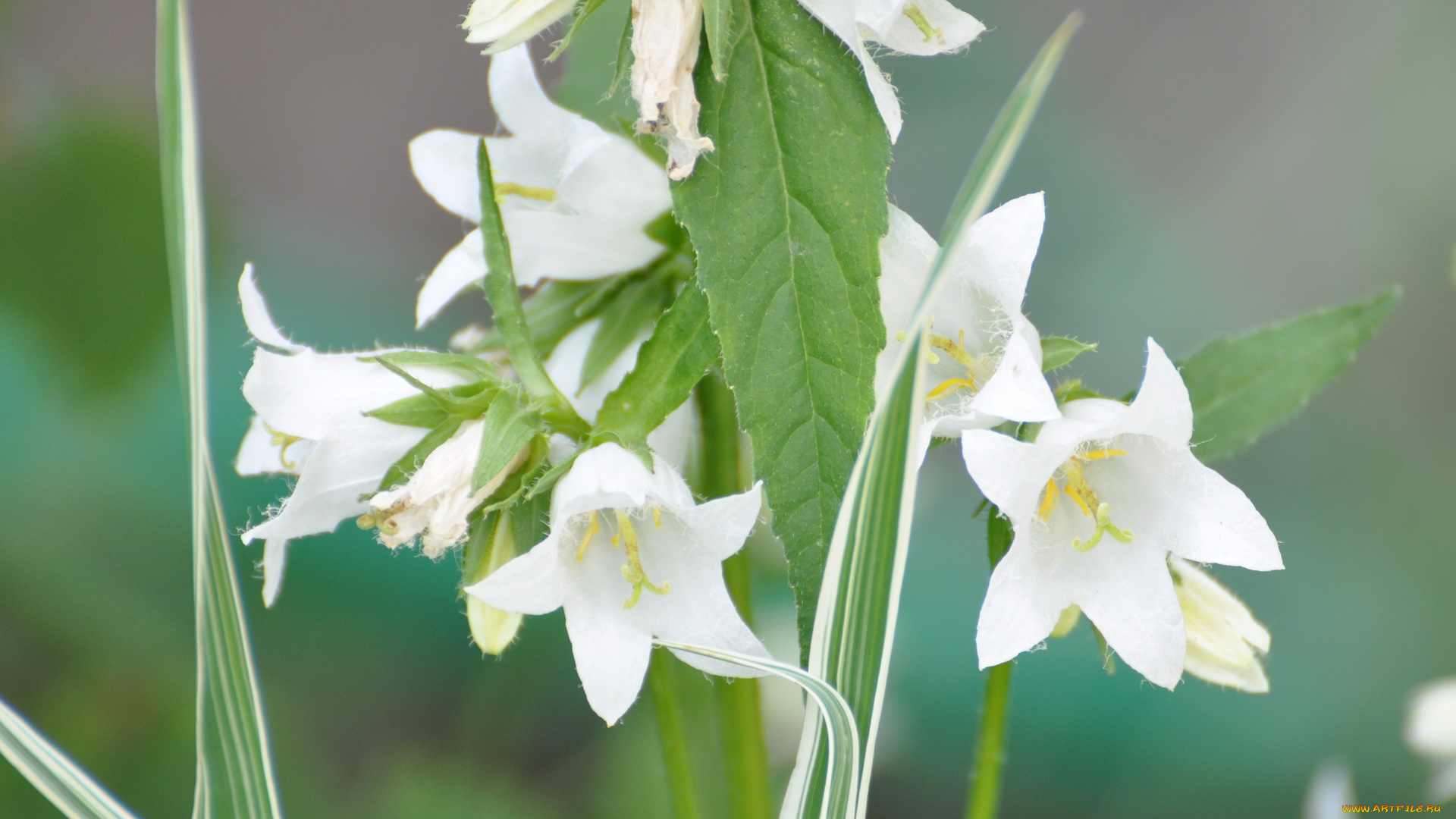цветы, колокольчики