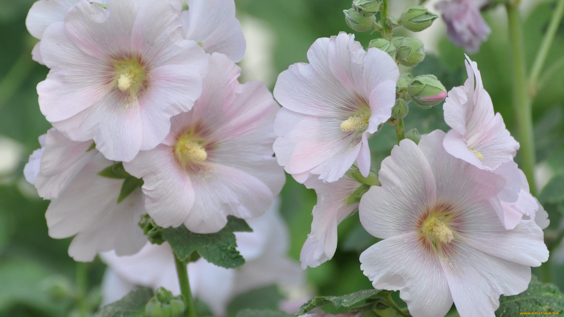 цветы, мальвы