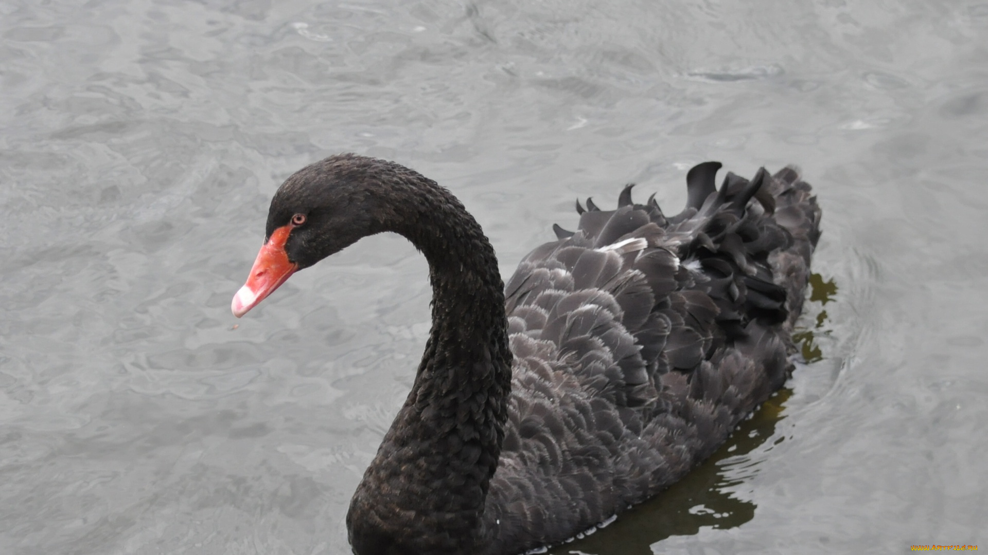 животные, лебеди