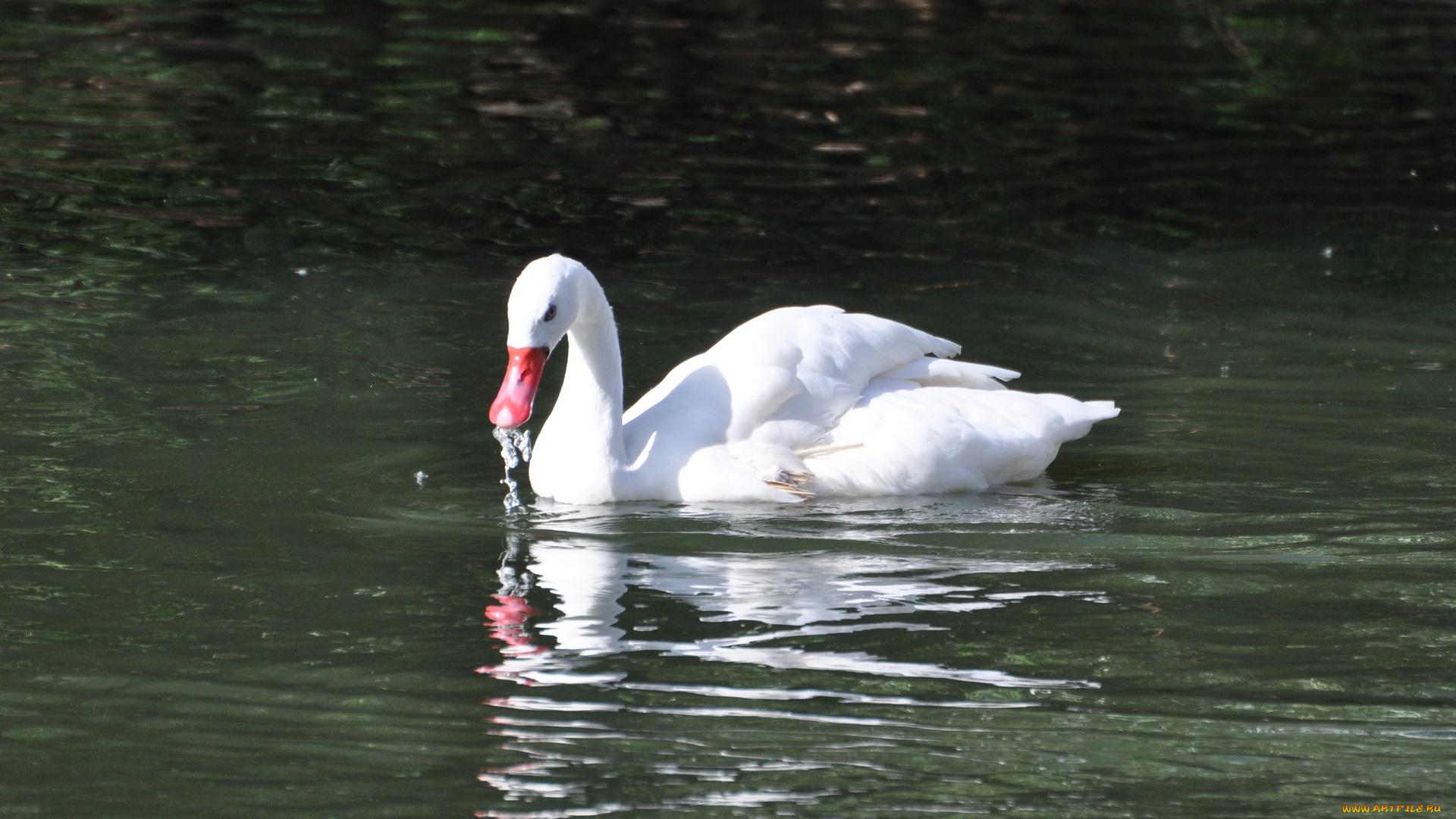 животные, лебеди